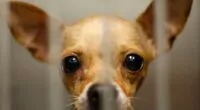 Why Are So Many Chihuahuas in Shelters? — Chihuacorner.com