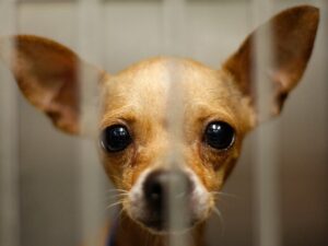 Read more about the article Why Are So Many Chihuahuas in Shelters?