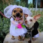 These Dogs Fell in Love at First Sight and Barked “I Do”