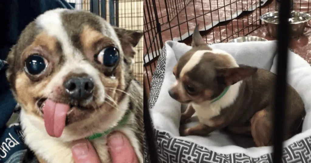 Chihuahua in love with his own bed after rescue