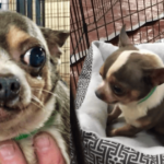 Chihuahua in Love with Own Bed After Rescue