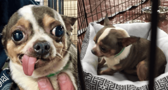 Chihuahua in love with own bed