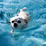 Video of Two Chihuahuas Having a Pool Party