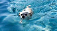 Video of Two Chihuahuas Having a Pool Party 2 Two chihuahuas having a pool party