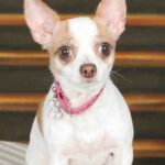 Cute Chihuahua Taps Paw to Encourage Bestie on Stairs