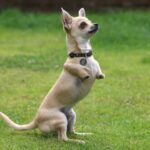 These Adorable Two-Legged Dogs Hop Around Like Kangoroo