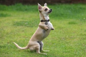 Read more about the article These Adorable Two-Legged Dogs Hop Around Like Kangoroo