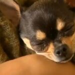 Chihuahua Eats Meth, Suffers a Breaking Bad-Style Scare