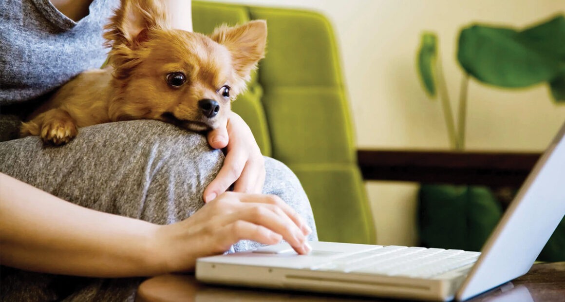 9 Signs Your Chihuahua is Obsessed with You - Chihuacorner.com