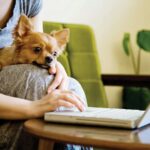 8 Signs Your Chihuahua is Obsessed With You