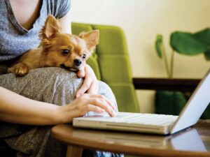 Read more about the article 8 Signs Your Chihuahua is Obsessed With You