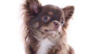 Brown Chihuahua