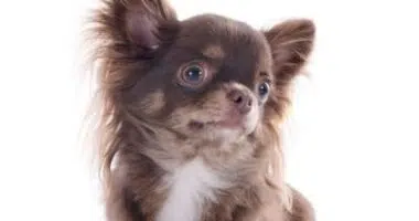 Brown Chihuahua