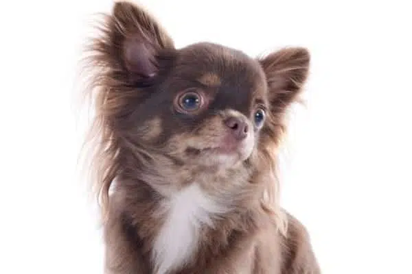 Brown Chihuahua 1 1