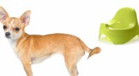 How Long Can A Chihuahua Hold Its Bladder? Puppy And Adult 2 Chihuahua Potty Training HP long