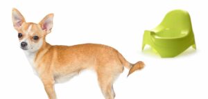 Read more about the article How Long Can A Chihuahua Hold Its Bladder? Puppy And Adult