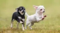 Chihuahua puppies running in the grass