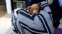 Chihuahua1