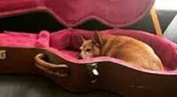 Dog adoption Peggy Race Sandy Stevie guitar case courtes of Misy Singson e1660831136218