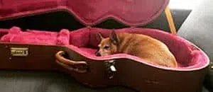Dog adoption Peggy Race Sandy Stevie guitar case courtes of Misy Singson e1660831136218