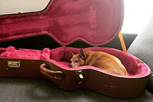 Read more about the article The Chihuahua Finds Love And Harmony With The Musician