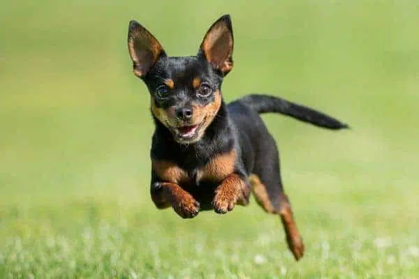 How to Stop a Chihuahua From Running Away 1