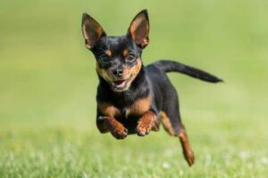 Read more about the article Reasons Why Chihuahuas Run Away