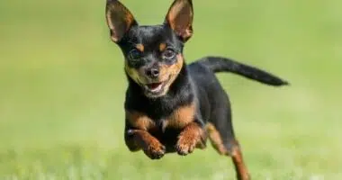 How to Stop a Chihuahua From Running Away e1660662450630