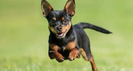 How to Stop a Chihuahua From Running Away e1660662450630