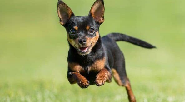 Reasons Why Chihuahuas Run Away 1 How to Stop a Chihuahua From Running Away e1660662450630