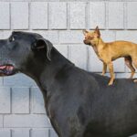 Great Dane’s Gentle Reaction to Meeting a Tiny Chihuahua