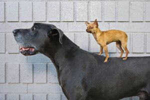 Read more about the article Great Dane’s Gentle Reaction to Meeting a Tiny Chihuahua