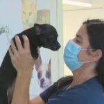 Missing Front Legs, Happy Chihuahua Roo Gets Fur-Ever Home