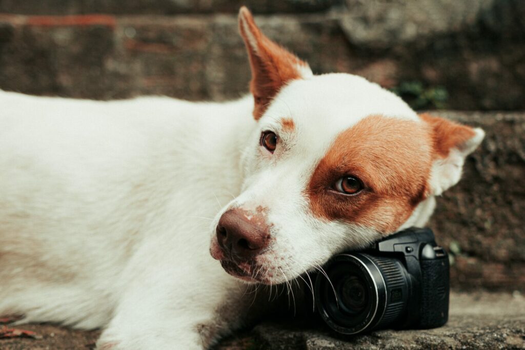 Russell Terrier