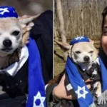 This 13-Year-Old Chi has his Own Bar Mitzvah