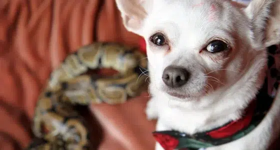 SWNS SNAKE DOG 07 jpg 135448 1