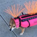 There’s Nothing Cuter Than This Dog On Her Vest