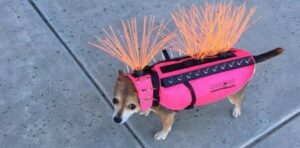 Read more about the article There’s Nothing Cuter Than This Dog On Her Vest