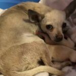 Pregnant Chihuahua Pulled From Shelter to Save Her Babies