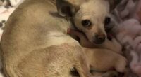 Pregnant Chihuahua Pulled From Shelter to Save Her Babies 2 Screenshot 1 8