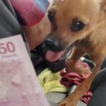 Taxi Driver Has The Cutest Assistant Helping Him Handle His Finances