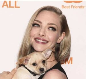 Read more about the article The Dog-Adoring Amanda Seyfried Fell in Love with this Chi-Mix