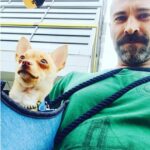 Sick Chihuahua Finds The Perfect Dad