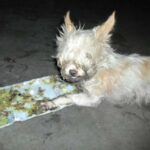 Missing Chihuahua Found Stuck In Cruel Glue Trap