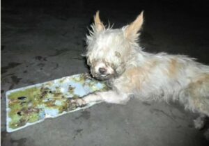 Read more about the article Missing Chihuahua Found Stuck In Cruel Glue Trap