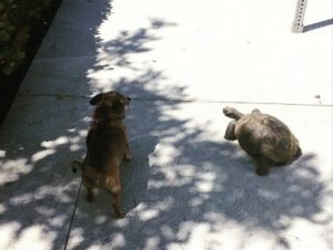 Read more about the article Rescued Tortoise And Chihuahua Go Everywhere Together