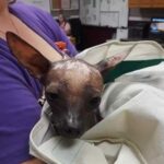 Hairless Chihuahua Found Abandoned In a Bag