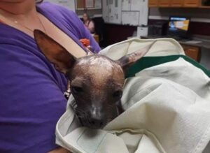 Read more about the article Hairless Chihuahua Found Abandoned In a Bag