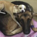 Little Shelter Chihuahua Lies On Top Of Sick Best Friend To Comfort Him