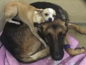 Read more about the article Little Shelter Chihuahua Lies On Top Of Sick Best Friend To Comfort Him